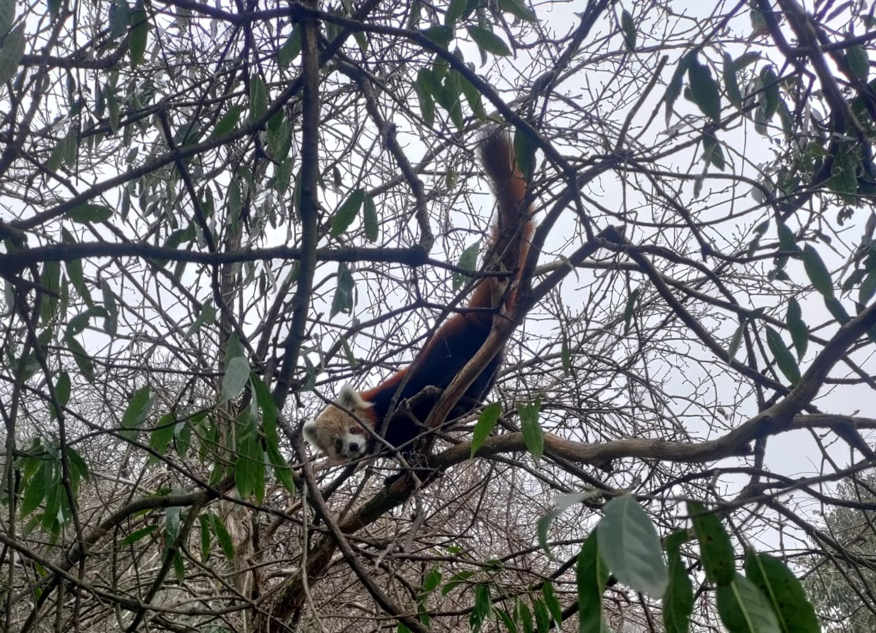 रेडपाण्डा 