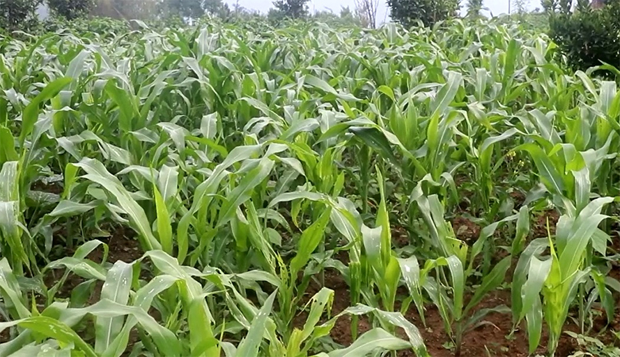 मकैमा फौजी किराको समस्या, भोजपुरका किसान चिन्तित
